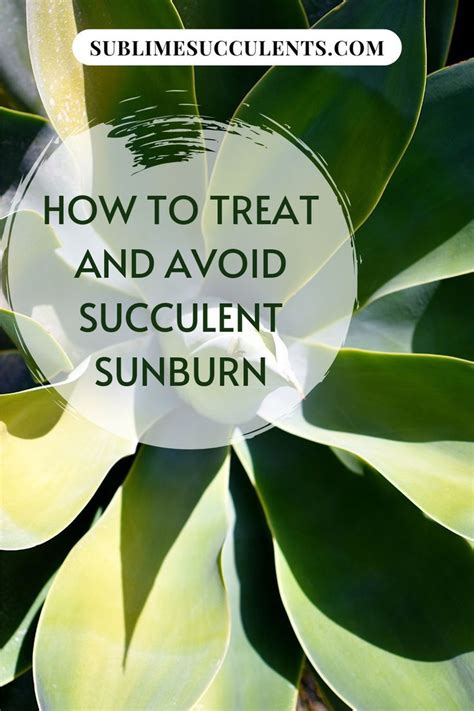 How To Treat And Avoid Succulent Sunburn Succulents Planting