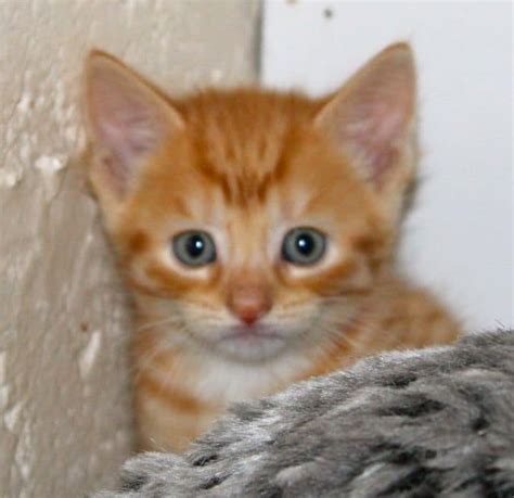 Look for your lost dogs and cats at our lost and found section. Ginger kitten for adoption - Pet Samaritans