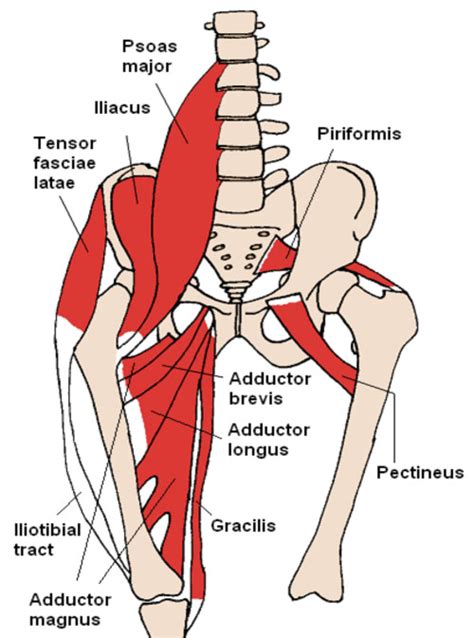 Groin Strain Trauma And Pulled Or Torn Muscle Injury Anatomy Outline