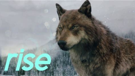 Twilight Wolves Rise Youtube