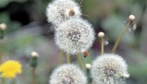 The Identification Of Weeds In Indiana Garden Guides