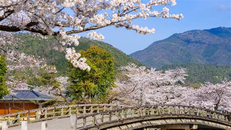 Where Is The Best Place To See The Cherry Blossom In Japan Travel