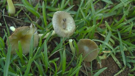 Mushrooms Popping Up In Lawns Could Be Toxic