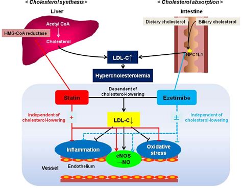 Figure 1 From Ezetimibe And Vascular Endothelial Function Semantic