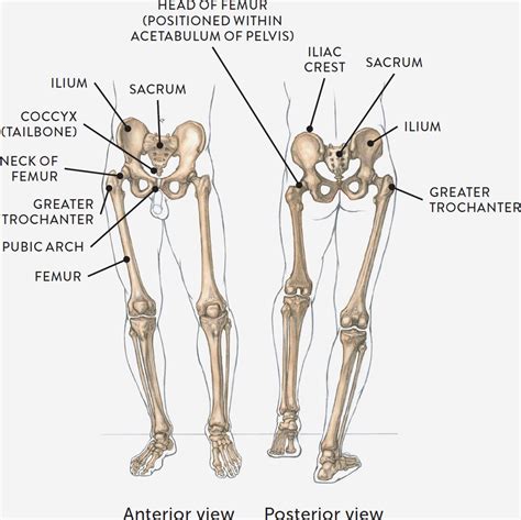 Body diagram was taken from the hip joint including the pelvis, upper body and the. Bones and Surface Landmarks - Classic Human Anatomy in ...