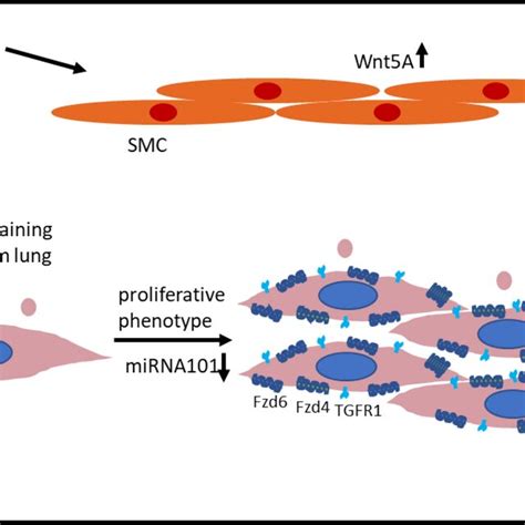 wnt5a contributes to ipf smc smooth muscle cells download scientific diagram