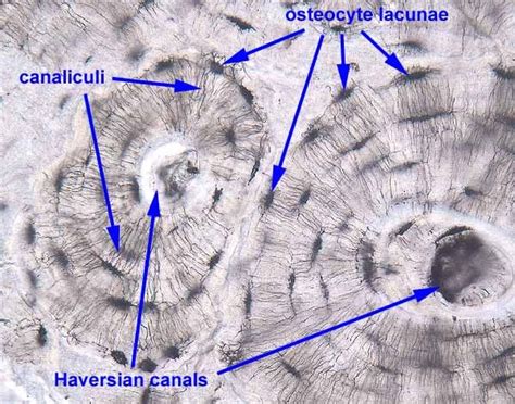 Hyaline Cartilage Medical Laboratory Science Human Anatomy And