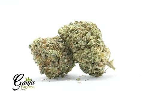 Buy Purple Hindu Kush Online Canada Ganja Express