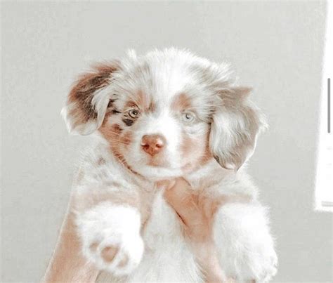 Aesthetic Pfp Cute Baby Animals Cute Puppies Cute Little Puppies