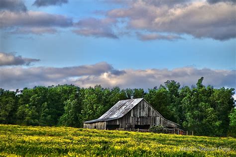 Old Country Barn With Spring Green Trees And Field Of Yellow Flowers