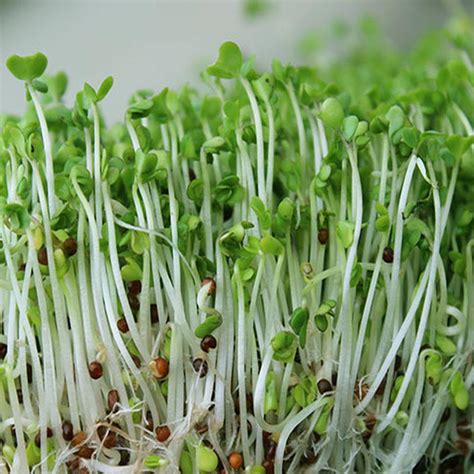 Sprouting Seeds Broccoli Organic — South Coast Organics And Bulk Foods