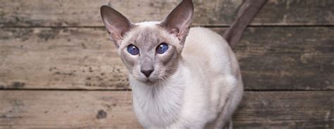 10 Cats With Big Ears Just Too Cute For Words Purina