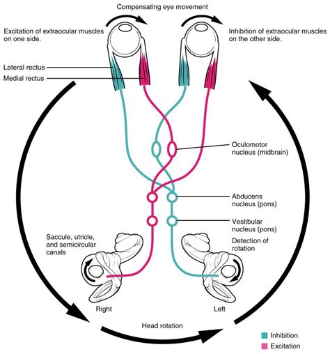 Vestibulo Ocularreflex Vestibular System Anatomy And Physiology