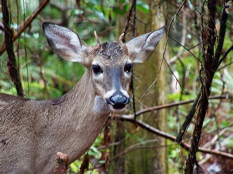 Spike Buck Whitetail Portrait Photograph By Christopher Mercer Fine
