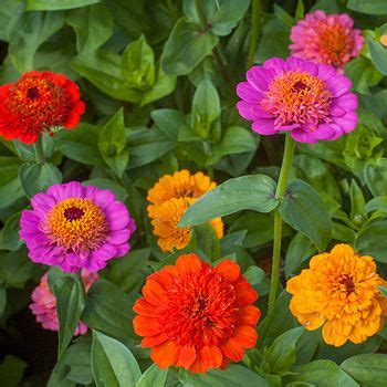 Coreopsis verticillata 'zagreb' attracts butterflies but not deer and offers a long season of bloom from may through sepember. Cheerful , annual, Zinnia 'Gumdrop Candy' | deer resistant ...