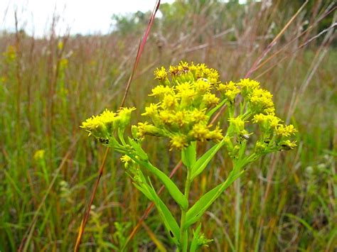 Now Showing Near You Wildflowers Sept 28 2011 Uncommon Plants In A