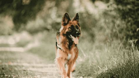 German Shepherds As Service Dogs 7 Things You Should Know