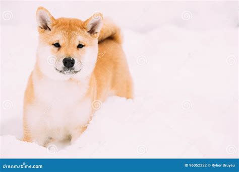 Young Japanese Small Size Shiba Inu Dog Play Outdoor In Snow Snowdrift