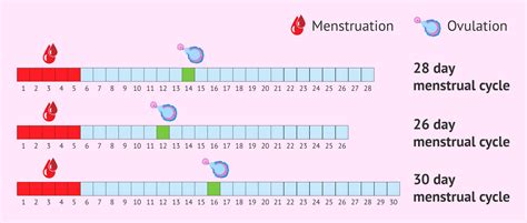 When Does Ovulation Occur Within The Menstrual Cycle