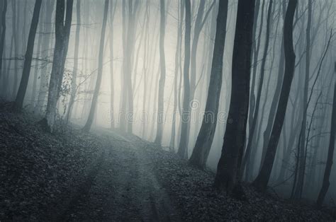 Road In Haunted Forest With Blue Fog On Halloween Stock Image Image