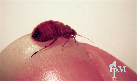 7 Common Bugs Mistaken For Bed Bugs What You Need To Know