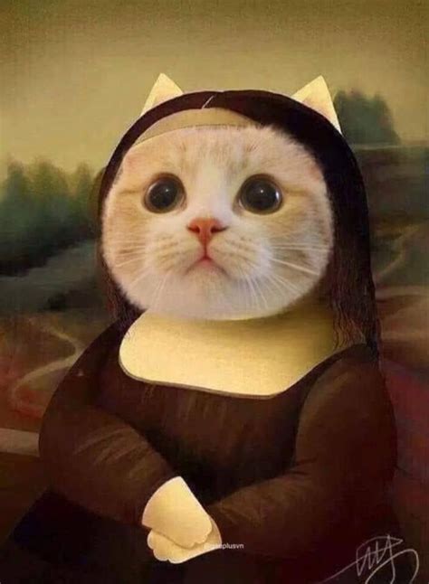 Meowlisa 🤣🤣🤣 Cute Cats And Kittens Cute Baby Animals Happy Cat