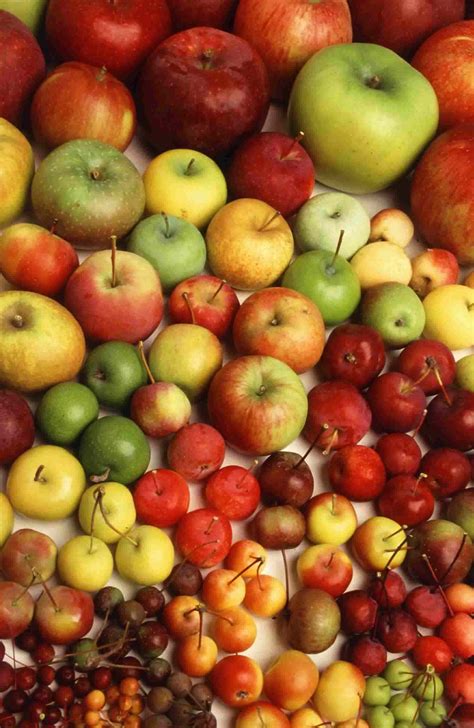 Apples Google Images Canning Recipes Fruit List Fruit
