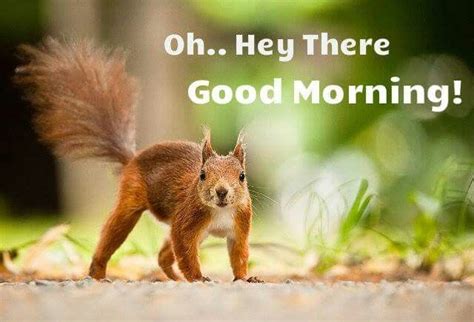 Good Morning Squirrel Animals Animals Beautiful