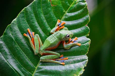 15 Fascinating Frog Species