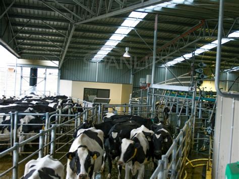 Rotary Dairy Shed Rotary Milking Systems Spanlift