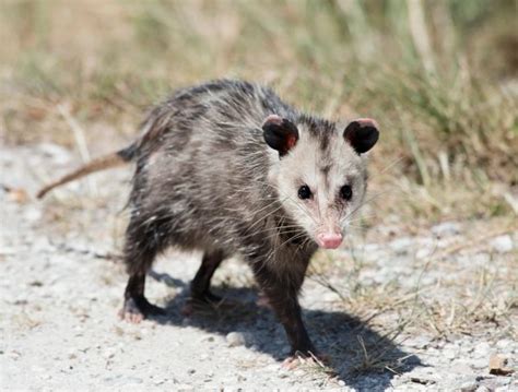 Remove Opossums From Your Property Hamilton On
