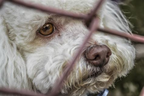 Torturas Y Extrema Crueldad A Animales En Un Laboratorio De Madrid