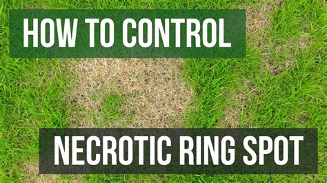 How To Control Necrotic Ring Spot 4 Easy Steps Youtube