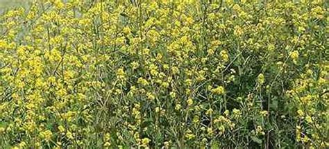 La portulaca o erba porcellana (nome scientifico portulaca oleracea) è una pianta annuale di origine indiana. Vendita piantine di Senape online