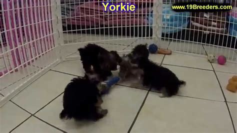 Available tampa fl puppies for sale. Yorkie, Puppies, For, Sale, in, Tampa, Florida,FL,St Petersburg,Clearwater, - YouTube