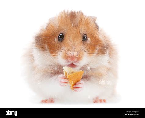 Hamster Fotos Und Bildmaterial In Hoher Auflösung Alamy