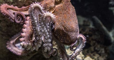 Ecstasy Makes Octopuses Friendly And Feely Like Humans Cornwall Live