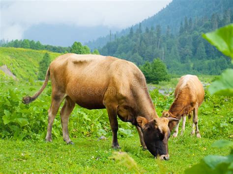 Herd Of Cows Grazing On A Meadow Stock Photo Image Of Flower Europe
