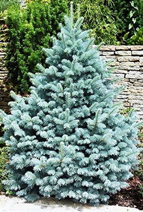 How To Grow Blue Spruce Watters Garden Center Colorado Blue Spruce