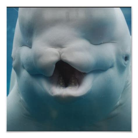 Funny Beluga Whale Poster Zazzle