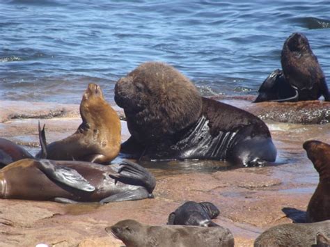 Although sea lions aren't as fast as seals when underwater, they are better when walking about on land. Sea lions: Hunting megafauna turns them into super-predators