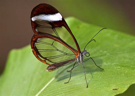 impresionante mariposa transparente rincon abstracto