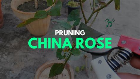 Pruning China Rose How To Prune China Rose Plant From The Garden