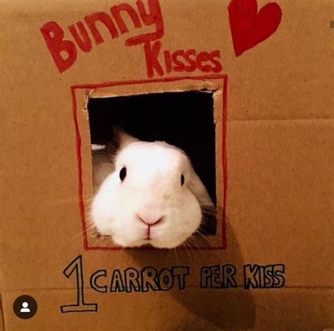 30 Cute Bunny Pictures You Have To See Today Bunnies Beauty