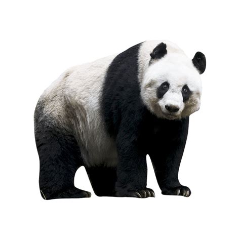 Giant Panda Bear Panda Panda Panda Sketch Photo Clipart Bull Elk