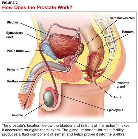 Screening For Prostate Cancer In Black Men Clinician Reviews