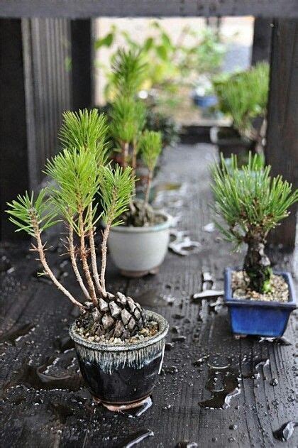 How To Grow Pine Trees From Pine Cone Seeds Attractively Weblogs Picture Galleries