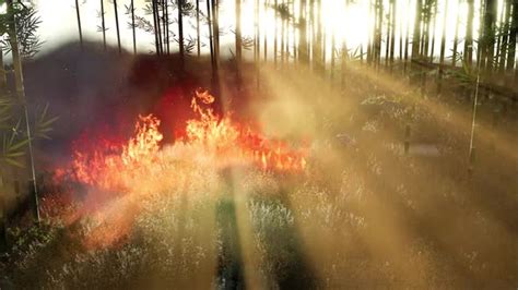 Wind Blowing On A Flaming Bamboo Trees During A Forest Fire Motion