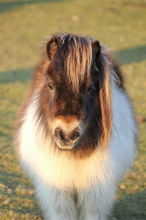 A Fuzzy Baby Cute Horses Cute Ponies Animals Beautiful