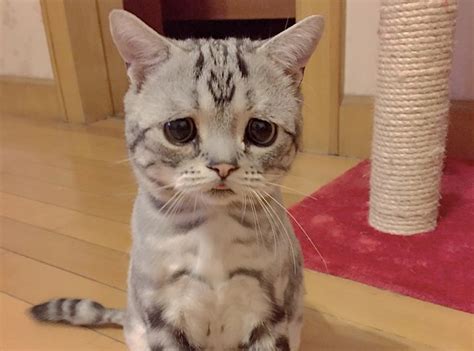 The Saddest Cat On The Internet Is Boohoo Luhu And She Is The Sad Face